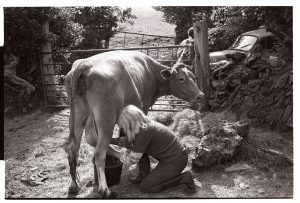 Jo Curzon milking her cow by James Ravilious