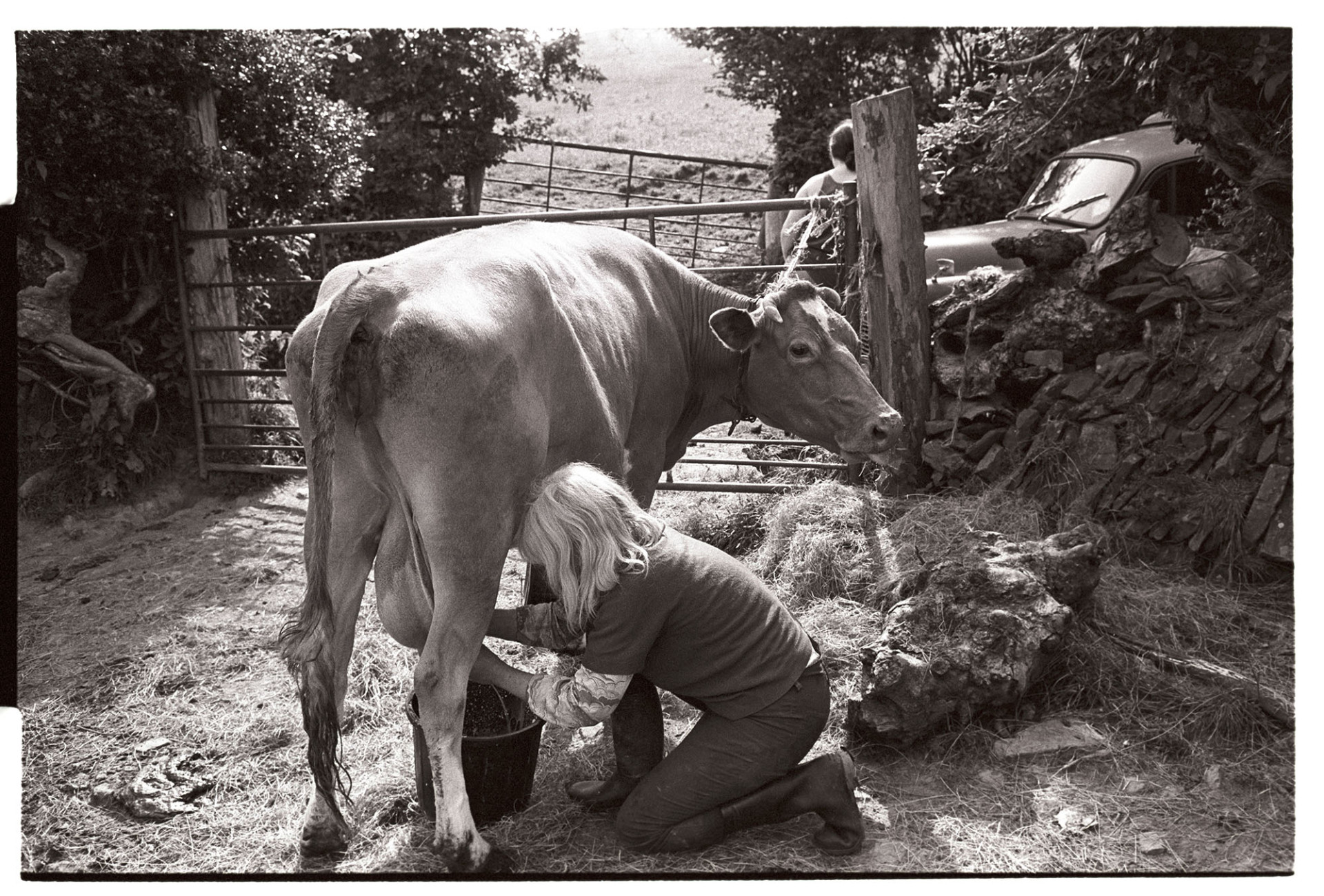 Woman milking cow by hand. 
[Jo Curzon milking a cow by hand, by a field gate at Millhams, Dolton. A person is standing by a parked car on the other side of the gate.]