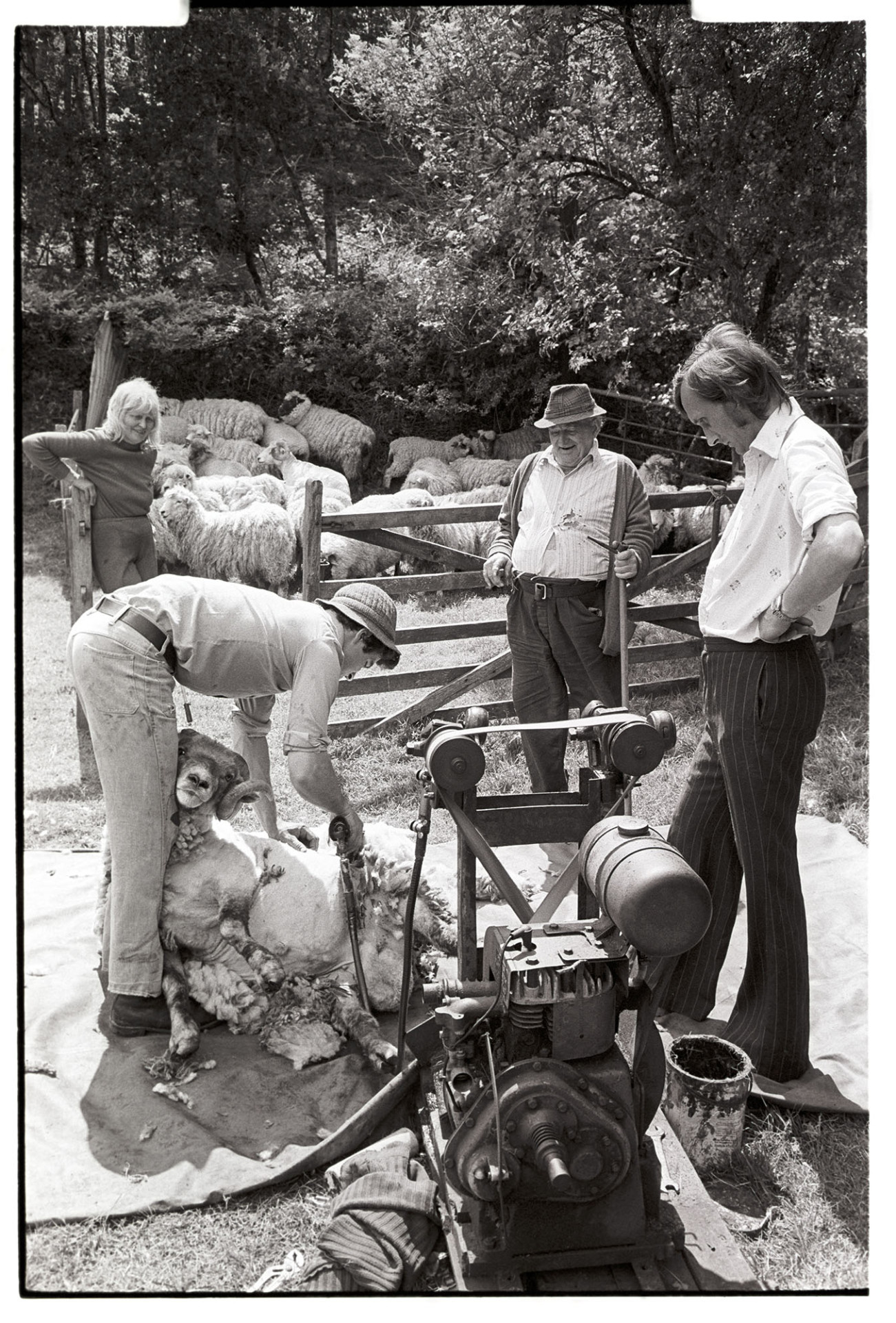 Sheep shearing with small diesel clippers.
[Stephen Squire shearing a sheep at Addisford, Dolton with clippers running off a small diesel engine. Jo Curzon, Archie Parkhouse and another man are watching and sheep are waiting in a pen in the background.]