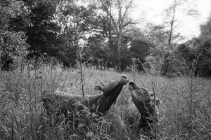 Young bulls eating thistle heads by James Ravilious