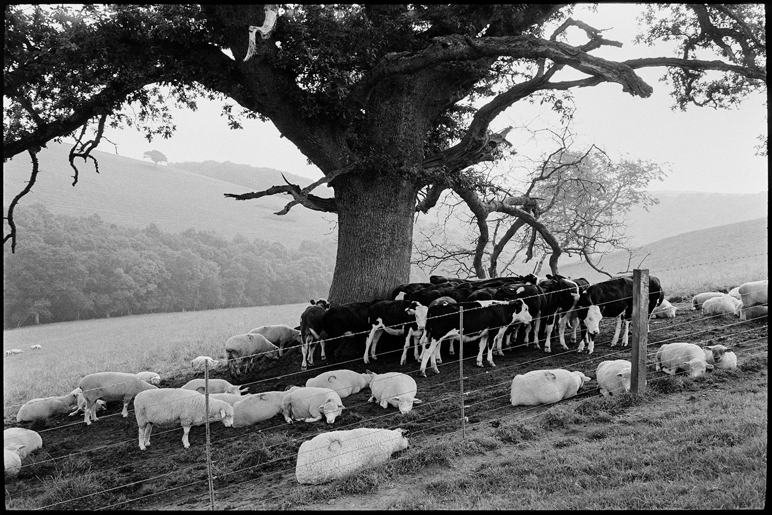 Cattle and sheep keeping cool under tree in heat wave. 
[Cattle and sheep gathered under the shade of a tree to keep cool in the heat, in a field at Densham, Ashreigney. A barbed wire fence can be seen in the foreground.]