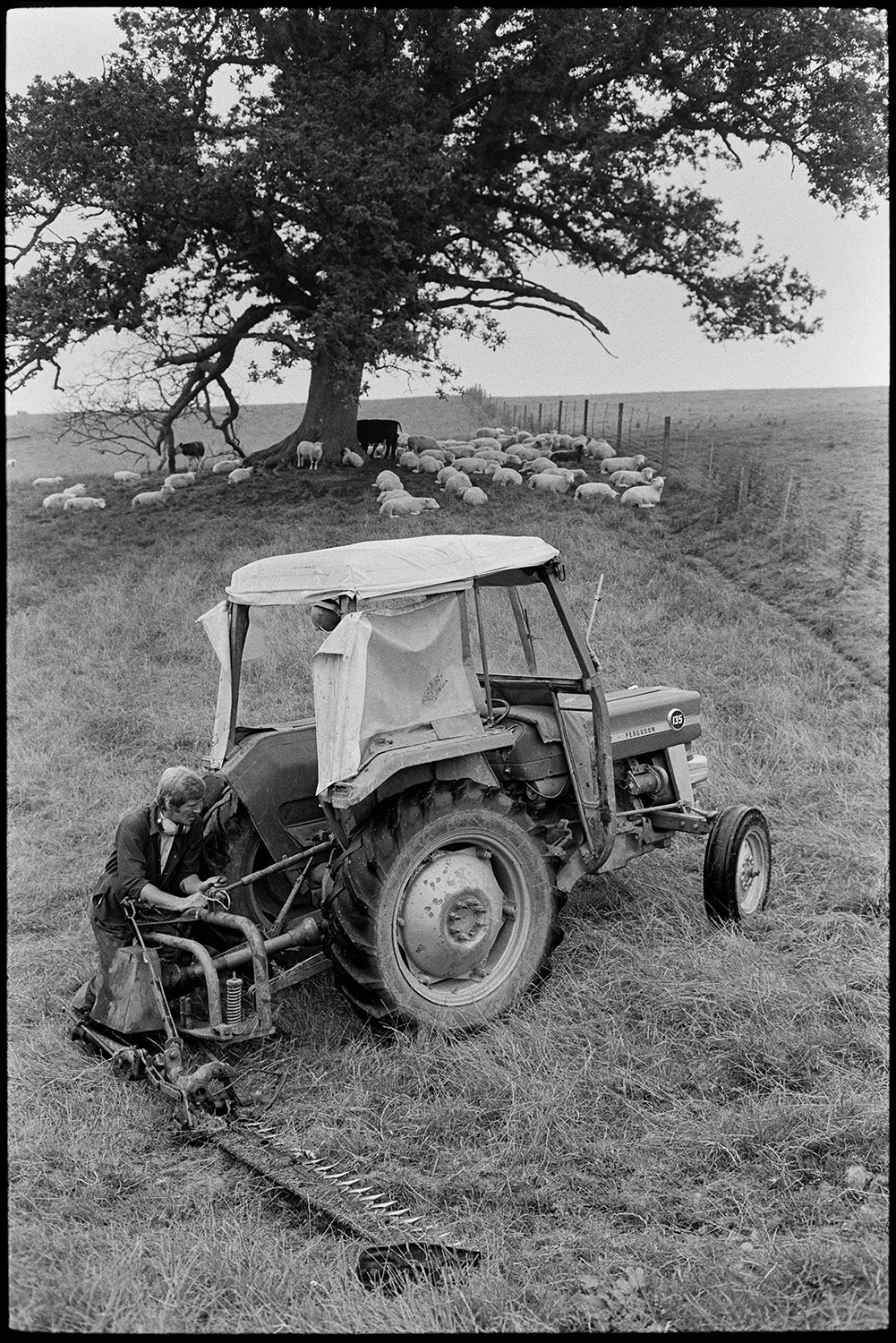 A man attaching a mower to a tractor in a field at Densham, Ashreigney. Sheep can be seen under a tree in the background.