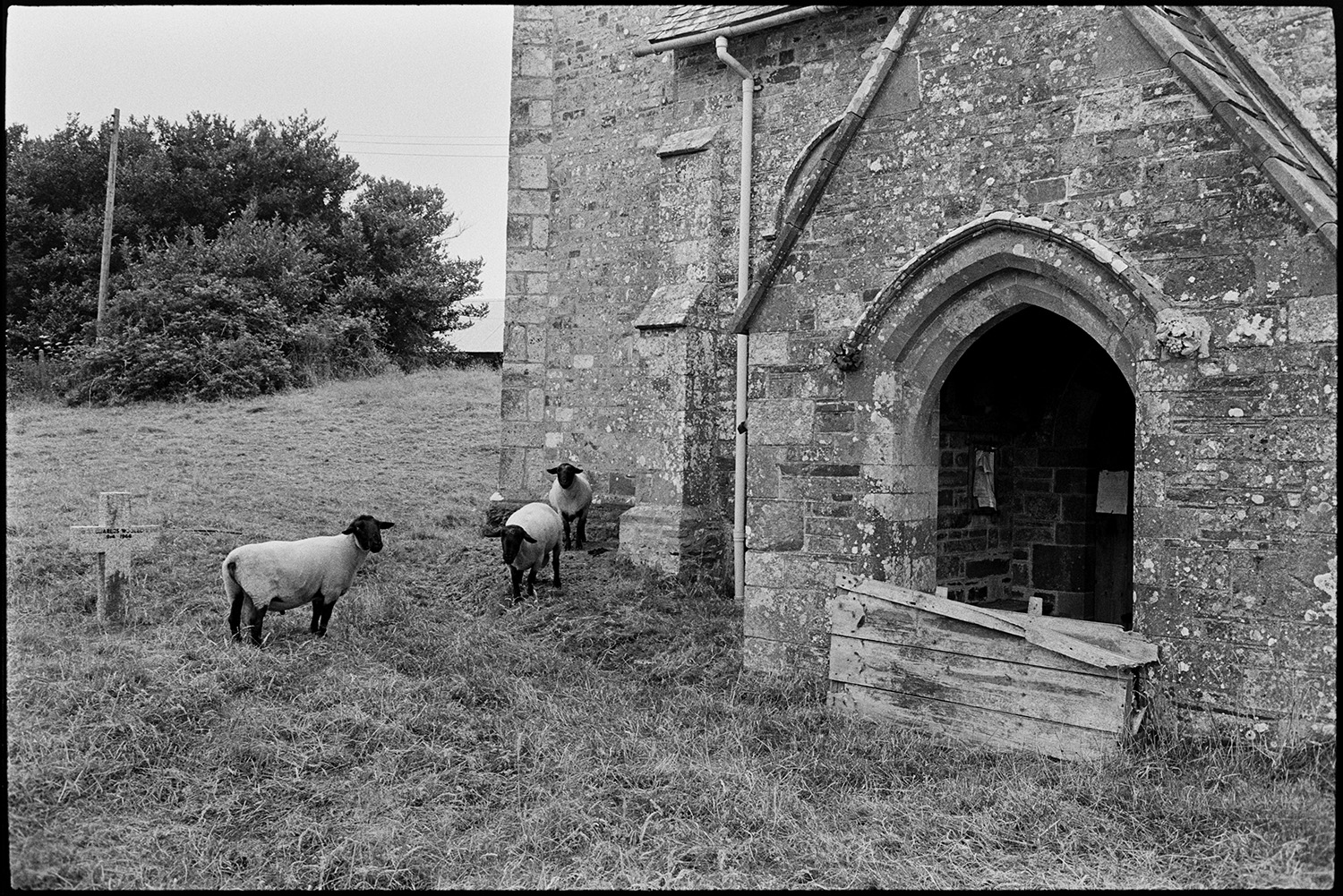 Redundant church, inside and out. 
[Three sheep outside the redundant church at Ashbury, near Northlew. A gravestone is visible in the churchyard and the church porch is blocked up with planks of wood.]
