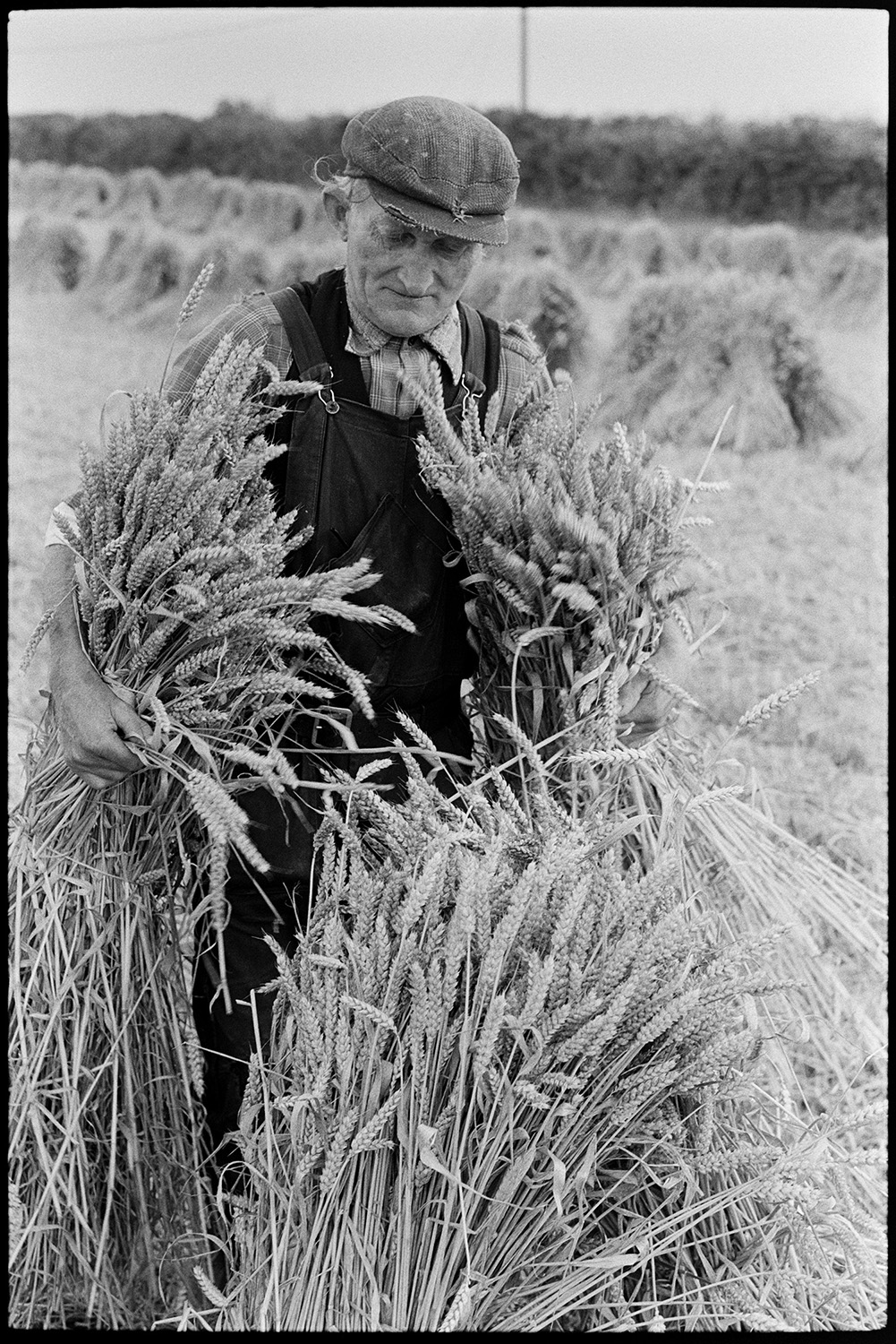 Farmers setting up stooks of corn. 
[Gordon Sanders setting up stooks of corn in a field at Densham, Ashreigney. He is carrying two bundles of corn.]