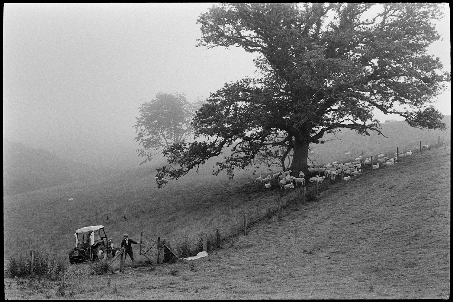 Farmer checking stock with tractor. 
[A man checking sheep in a field at Densham, Ashreigney. He has a tractor and is closing or opening a field gate. The sheep are gathered under the shade of a tree.]