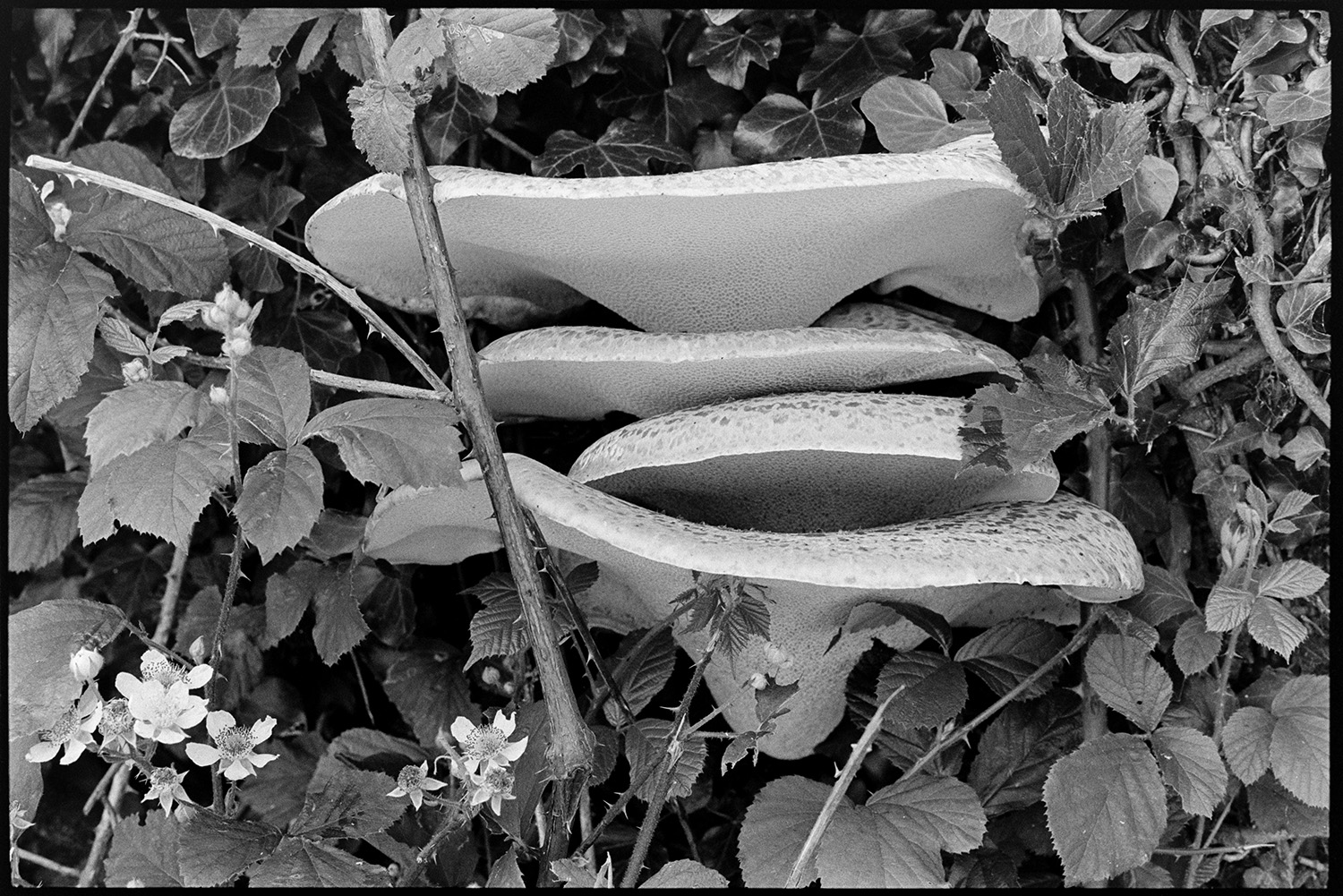 Large fungus in hedge, fungi. 
[A large mushroom or fungi in a hedge with brambles.]