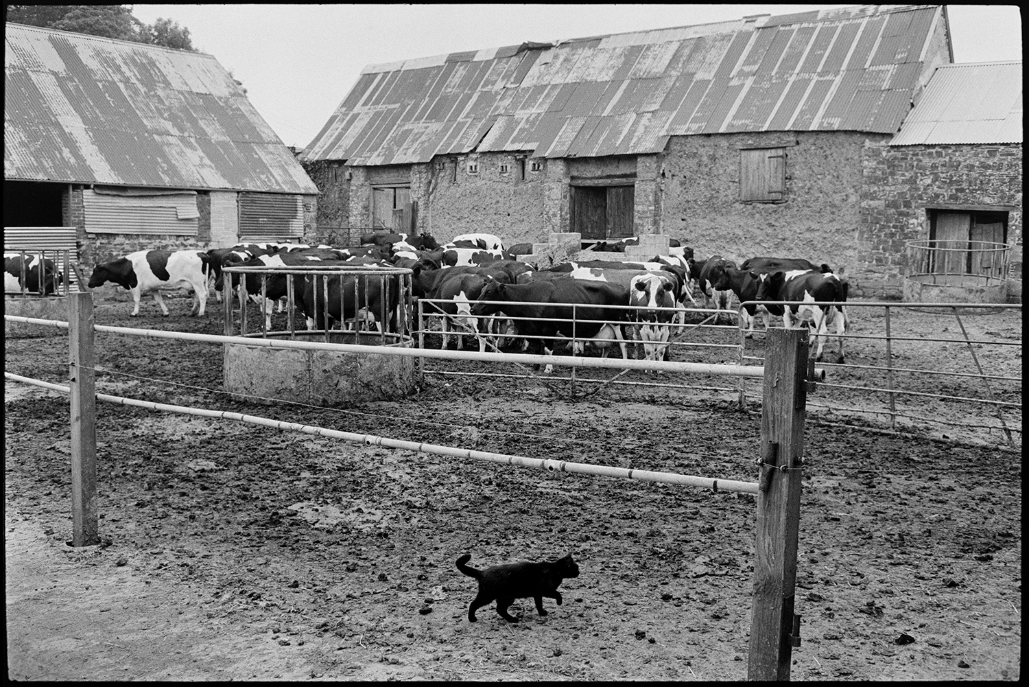 Cows in farmyard, cat. 
[A cat walking through a muddy farmyard with cows and a feeder at Ashbury. Cob, stone and corrugated iron barns are visible in the background.]