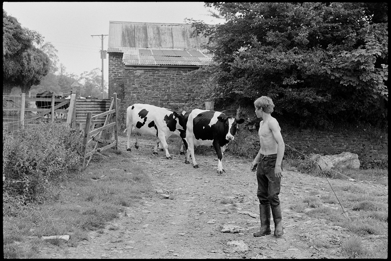 Cows in farmyard, cat. 
[A boy leading cows along a path in a farmyard at Ashbury. A stone barn with a corrugated iron roof can be seen in the background.]