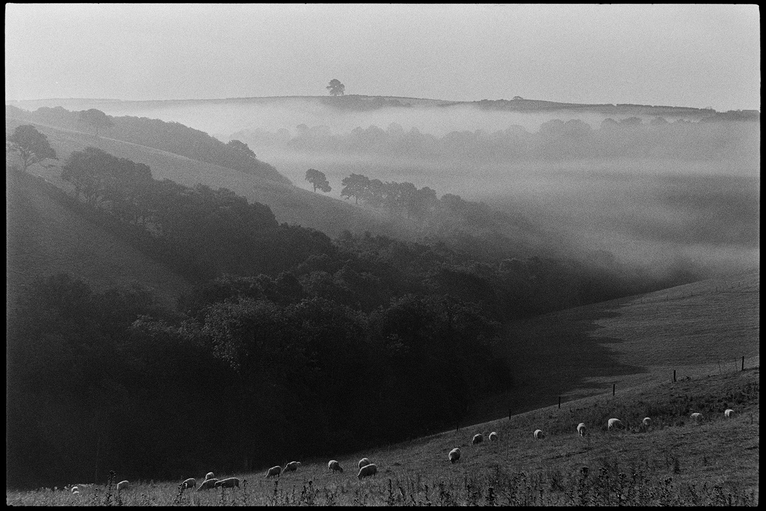 Misty landscape with sheep early morning. 
[Sheep grazing in a field at Densham, Ashreigney, in the early morning. The hillsides in the background are covered with mist.]