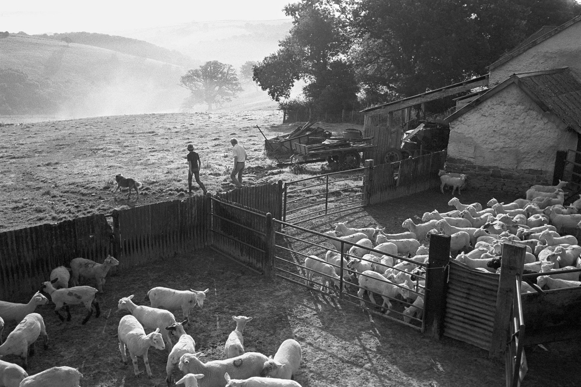 Misty landscape with sheep shepherds setting out to find missing lambs. Early morning.
[Mr Cole and another man with a dog setting off on a misty morning to find missing lambs at Densham, Ashreigney. Sheep are gathered in pens by farm buildings in the foreground and a view of fields and tree can be seen in the distance.]