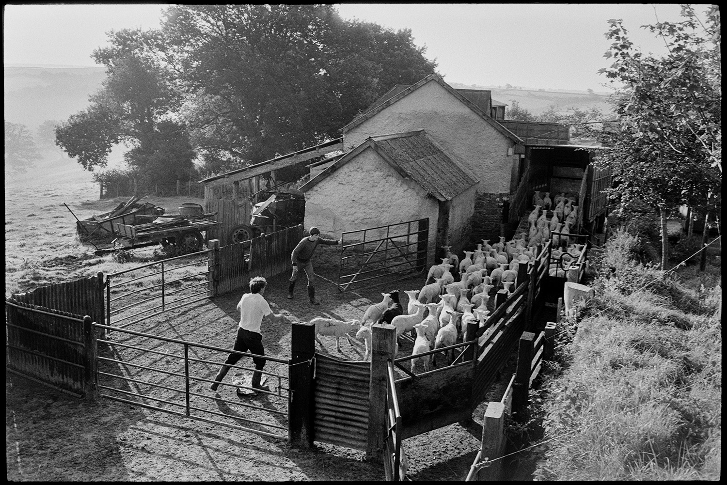 Rounding up sheep, farmyard and distant view, early morning. Bringing in sick lamb. 
[Members of the Cole family herding sheep into a trailer in the farmyard at Densham, Ashreigney. Farm buildings, machinery and trees can be seen in the background.]