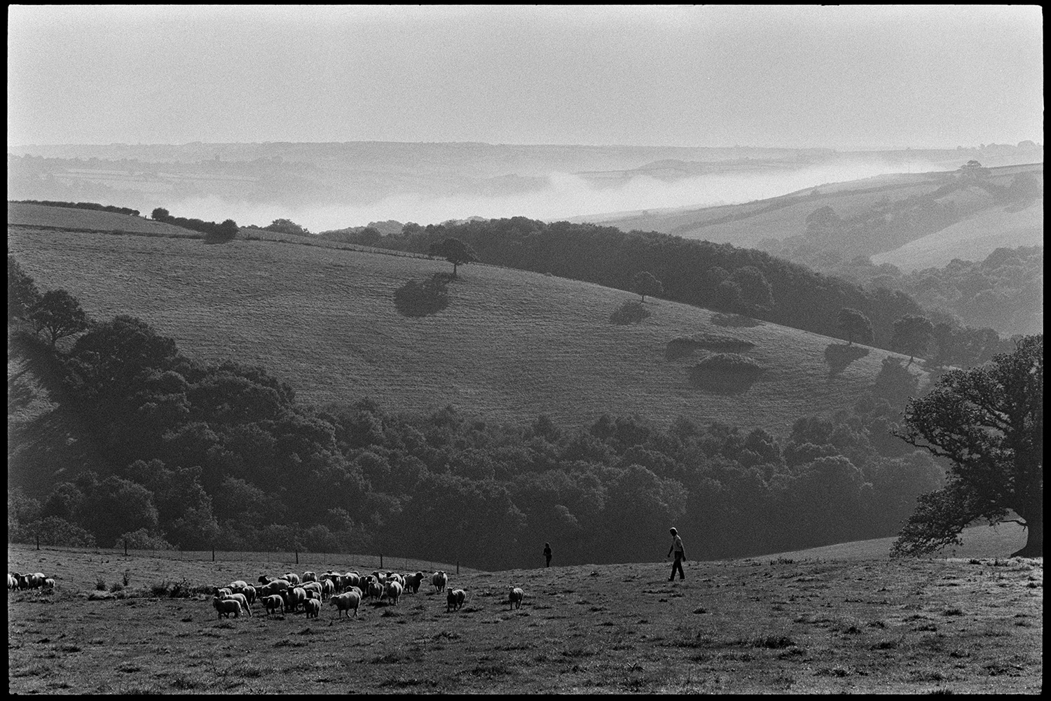 Rounding up sheep, farmyard and distant view, early morning. Bringing in sick lamb. 
[Members of the Cole family rounding up sheep in a field at Densham, Ashreigney. A wooded hillside and mist in a valley can be seen in the background.]