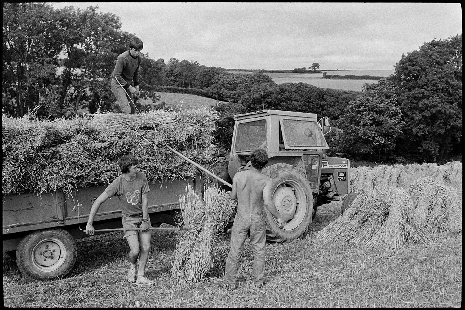 Men loading sheaves of corn onto trailer. 
[Three young men loading bundles of corn onto a tractor and trailer using pitchforks, in a field at Densham, Ashreigney.]