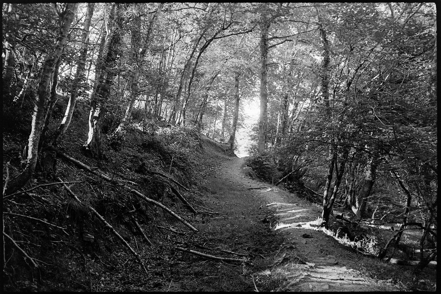 Wood track and stream. 
[A footpath running through woodland at Densham, Ashreigney.]