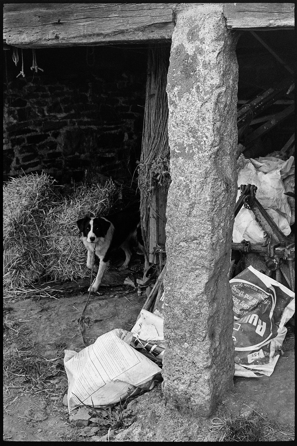 Stone pillar of barn with tethered dog and farm machinery. 
[A dog tethered in an open barn with hay bales and farm machinery at Lower Langham, Dolton. A stone pillar and wooden beam of the barn can be seen.]