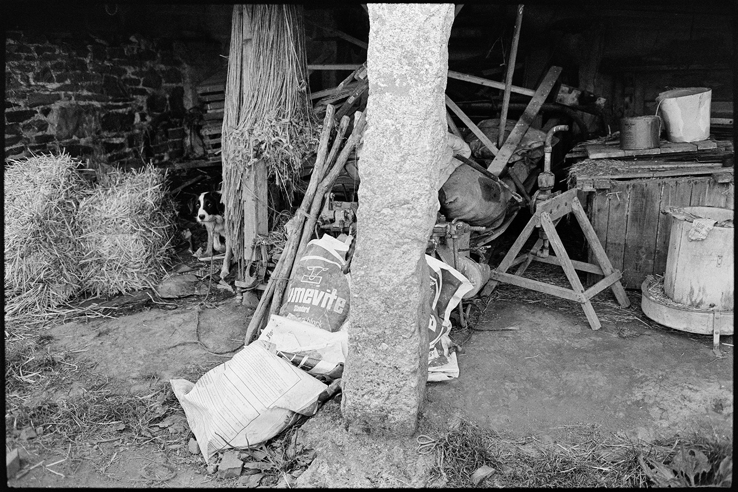 Stone pillar of barn with tethered dog and farm machinery. 
[A dog tethered in an open barn with straw bales, farm machinery and bags, at Lower Langham, Dolton. A stone pillar of the barn can be seen in the foreground.]