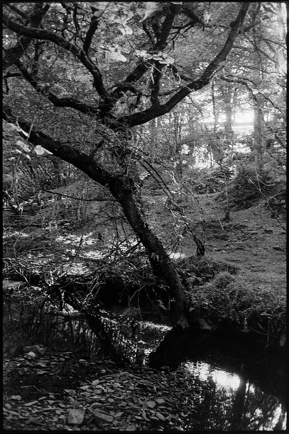 Wood and stream. 
[A stream running through woodland at Densham, Ashreigney.]