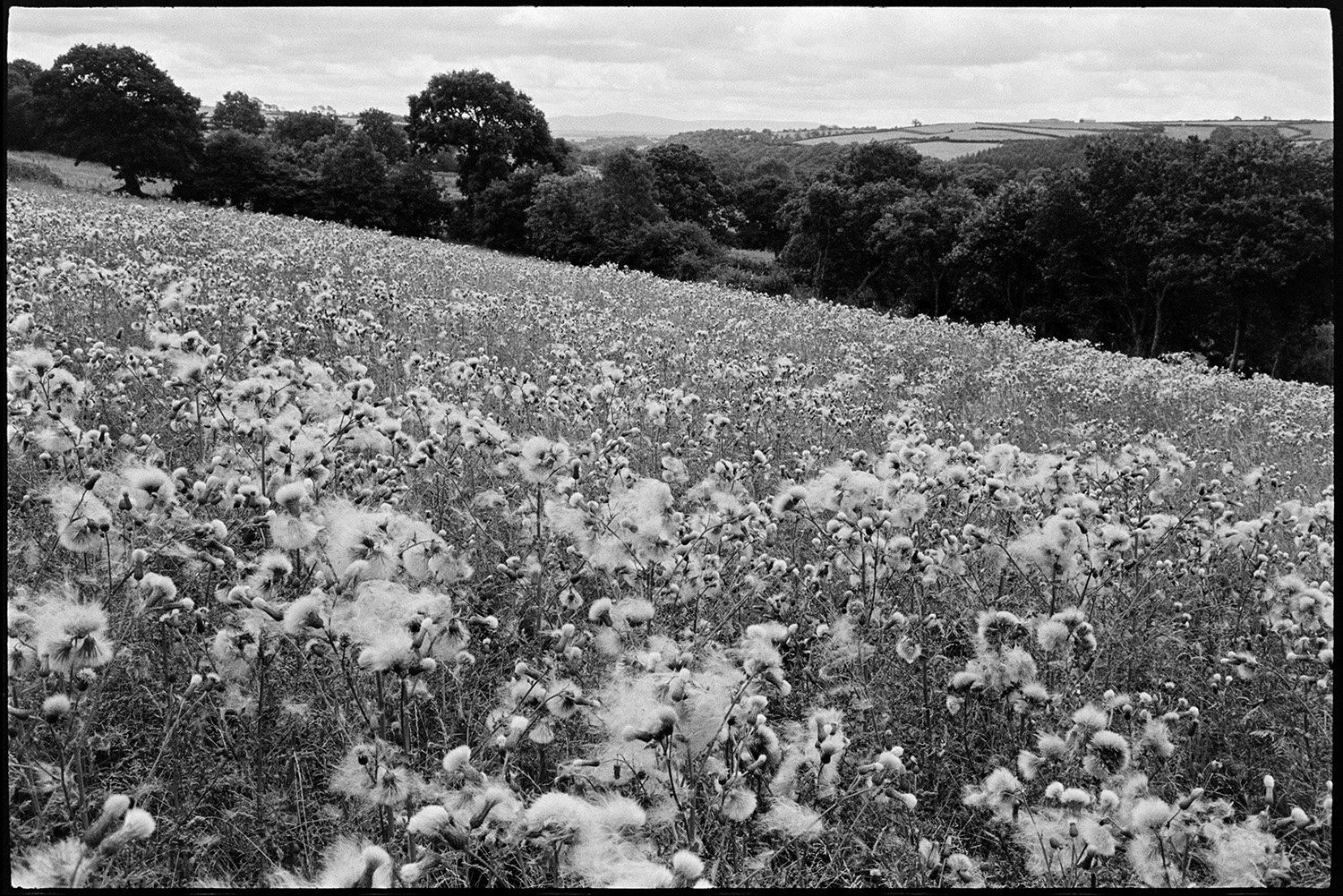 Field of thistledown. 
[A field of thistledown with woodland in the background, at Addisford, Dolton.]