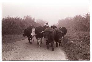 Horned cows by James Ravilious