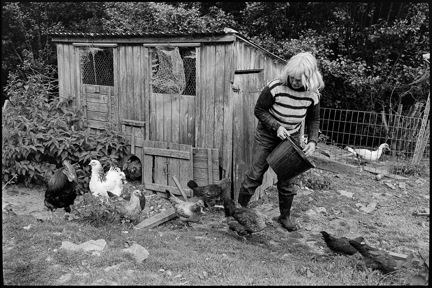 Woman feeding chickens, geese. Poultry house. 
[Jo Curzon feeding chickens by a poultry house at Millhams, Dolton. A duck can be seen behind a wire fence in the background.]