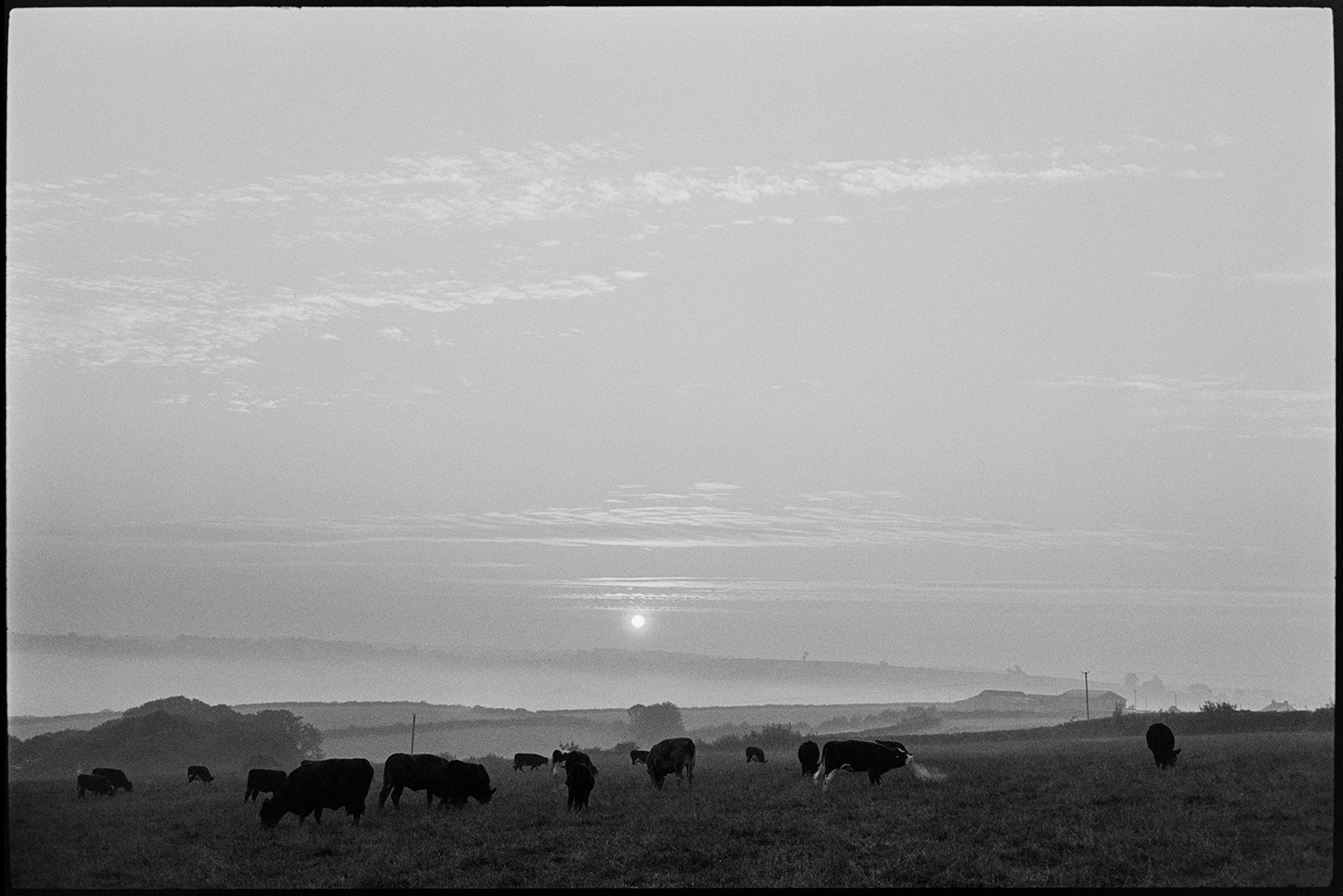 Early morning, rising sun with grazing cattle. 
[The sun rising above a landscape with cattle grazing in a field at Huish.]