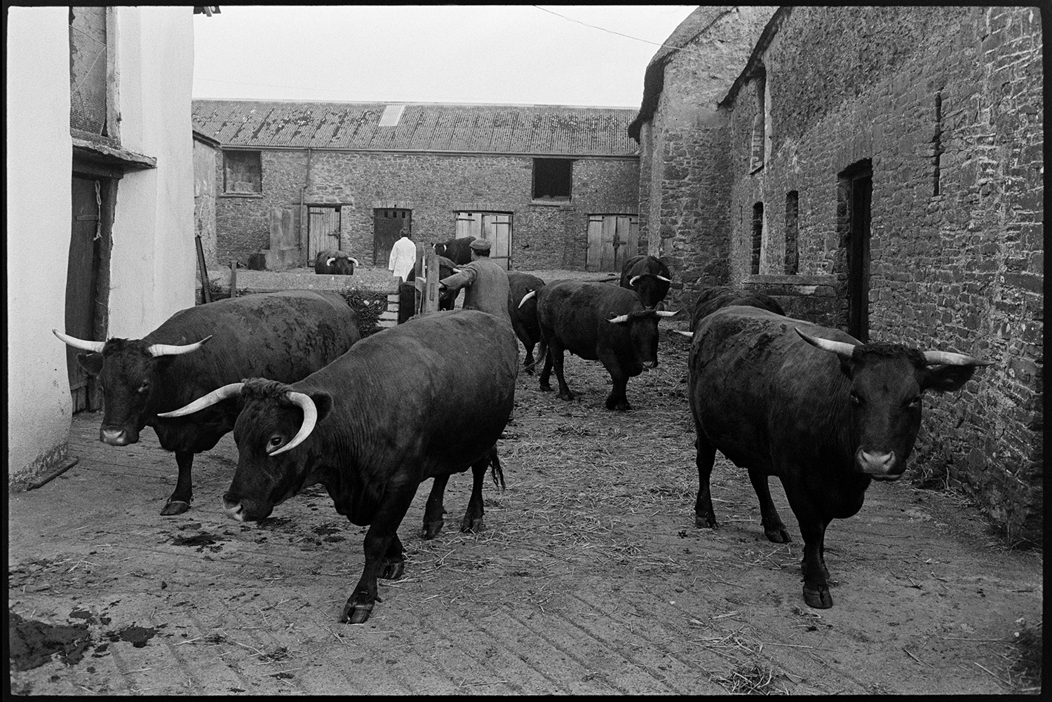 Horned Devon Red cows going from farm to fields.
[Members of the Elworthy family driving their horned Red Devon cows out of the farmyard at Narracott, Hollocombe to take them to pasture.]