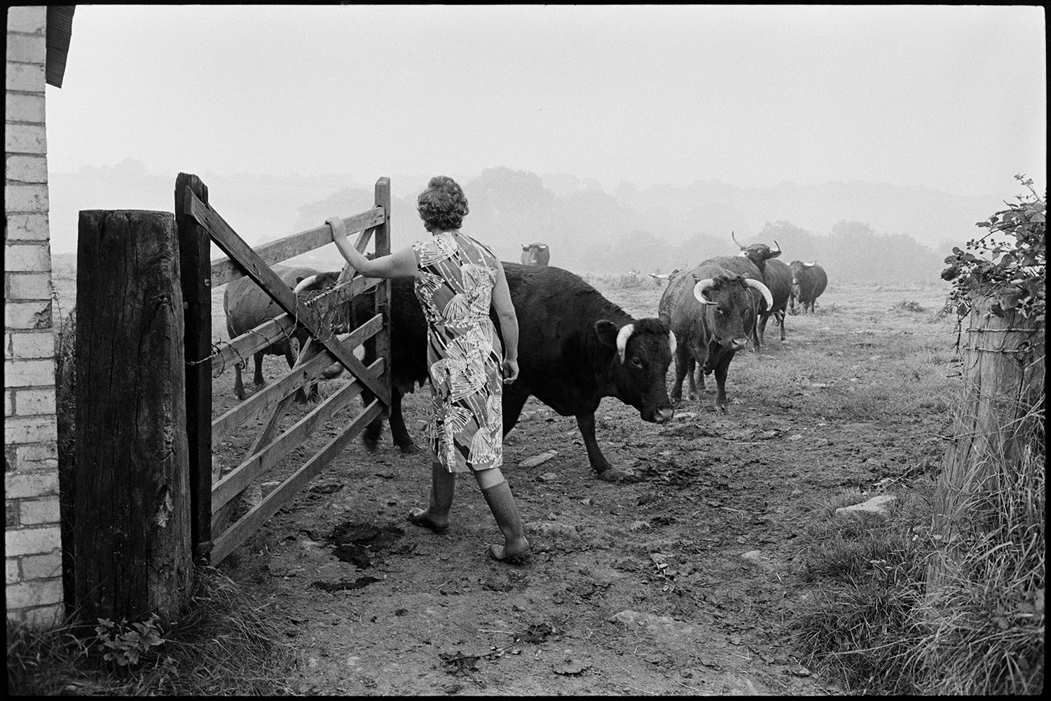 Horned Devon Red cows coming into farmyard to be milked.
[Mrs Elworthy opening a field gate to let horned Red Devon cows through to the farmyard to be milked at Narracott, Hollocombe.]