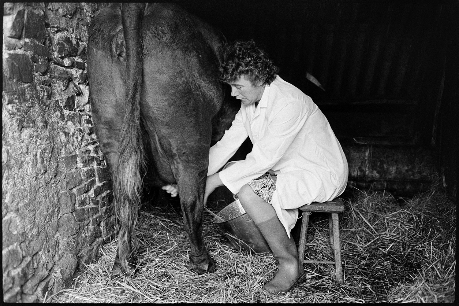 Horned Devon Red cows being milked by woman.
[Mrs Elworthy sitting on a stool hand milking a cow, in a barn at Narracott, Hollocombe.]