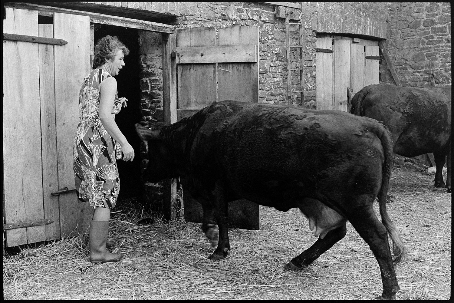 Horned Devon Red cows coming into farmyard to be milked.
[Mrs Elworthy opening a barn door to let horned Red Devon cows through to be milked at Narracott, Hollocombe.]