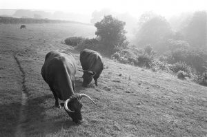 Red Devon Cows by James Ravilious