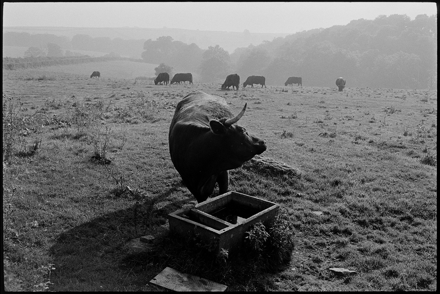 Horned Devon Red, early morning misty valley with trees. Drinking from water trough.
[A horned Red Devon cow drinking from a water trough in a field, in the early morning, at Narracott, Hollocombe. Other cattle can be seen grazing in the mist in the background and woodland is visible on the edge of the field.]