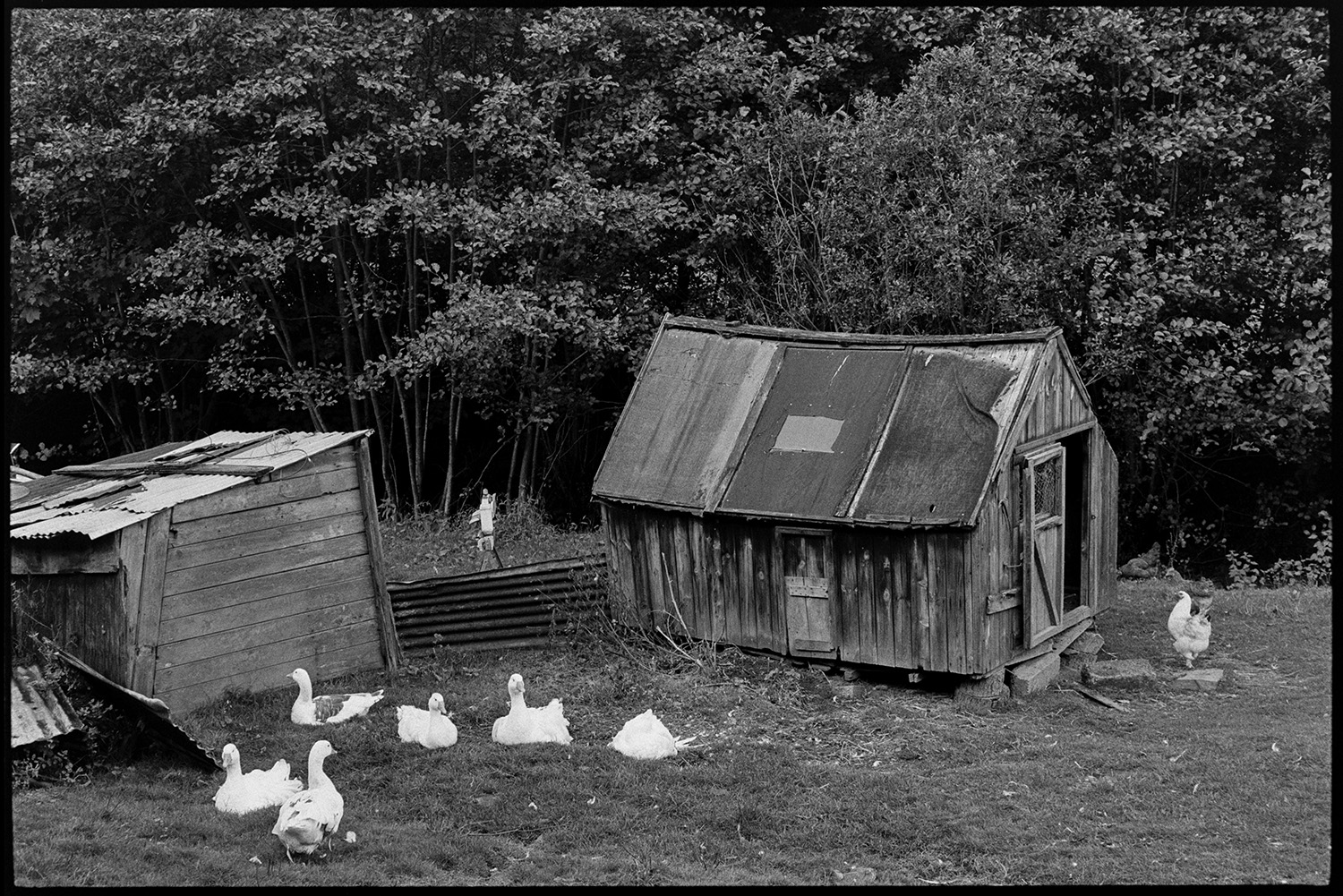 Landscape with geese and poultry house.
[Geese and a hen by wooden poultry houses in a field at Millhams, Dolton. Trees can be seen behind the poultry houses.]