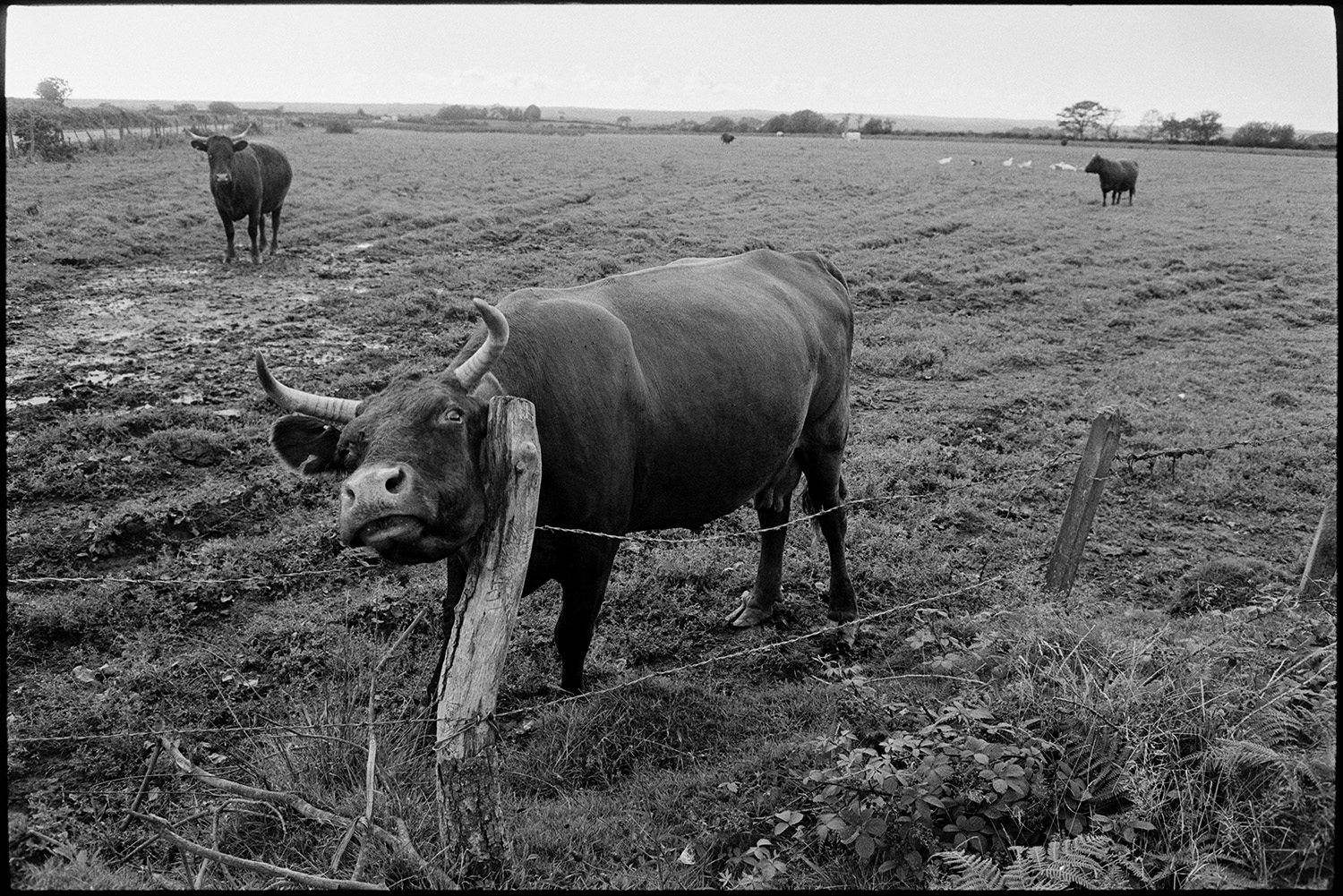 Horned cow on moor. Rubbing its neck on a post.
[Cattle in a field at Cuppers Piece, Beaford. A horned cow in the foreground is rubbing it's neck on a barbed wire fence post.]