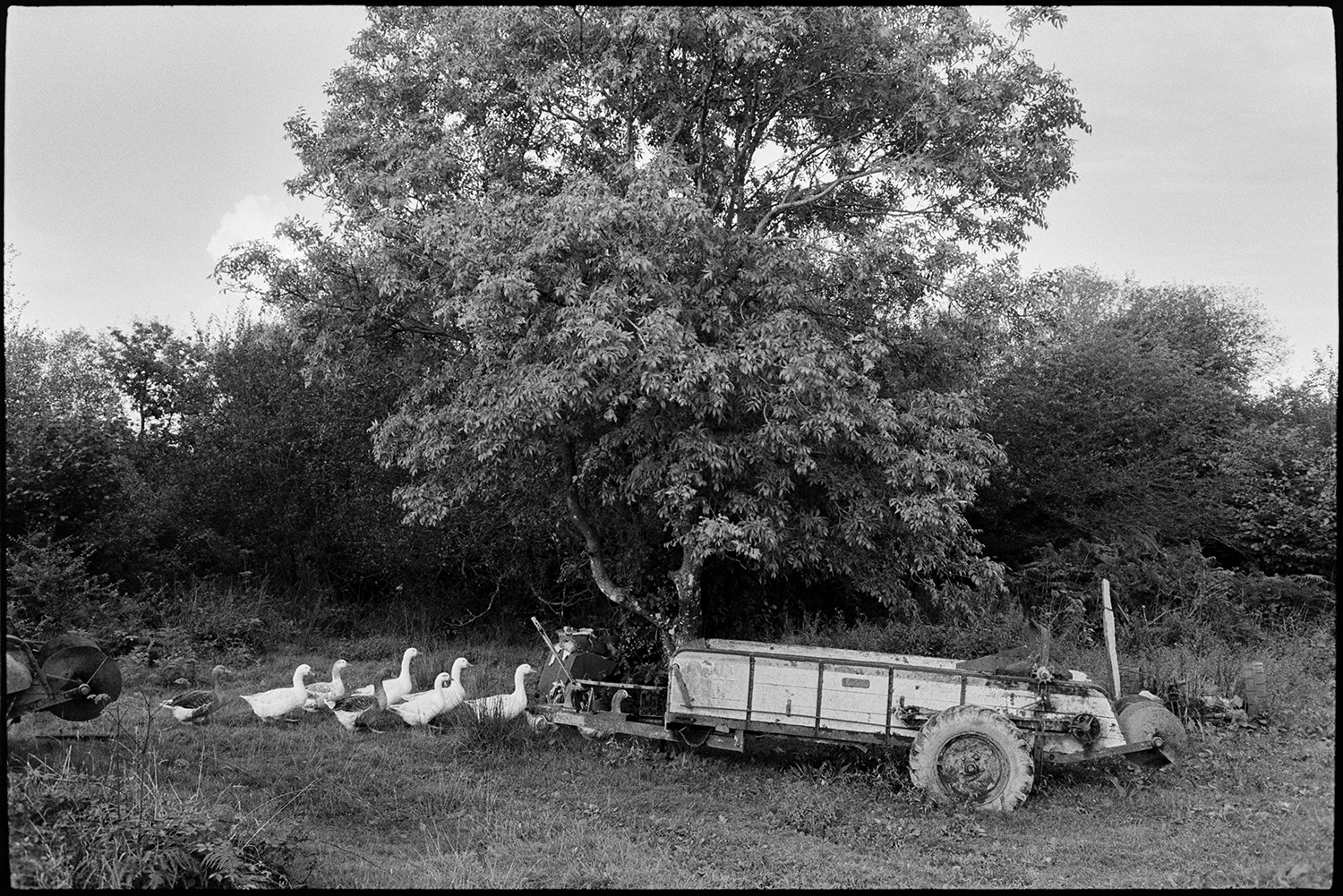 Geese on moor going past old muck spreader.
[Geese walking around an old muck spreader under a tree in a field, at Cuppers Piece, Beaford.]