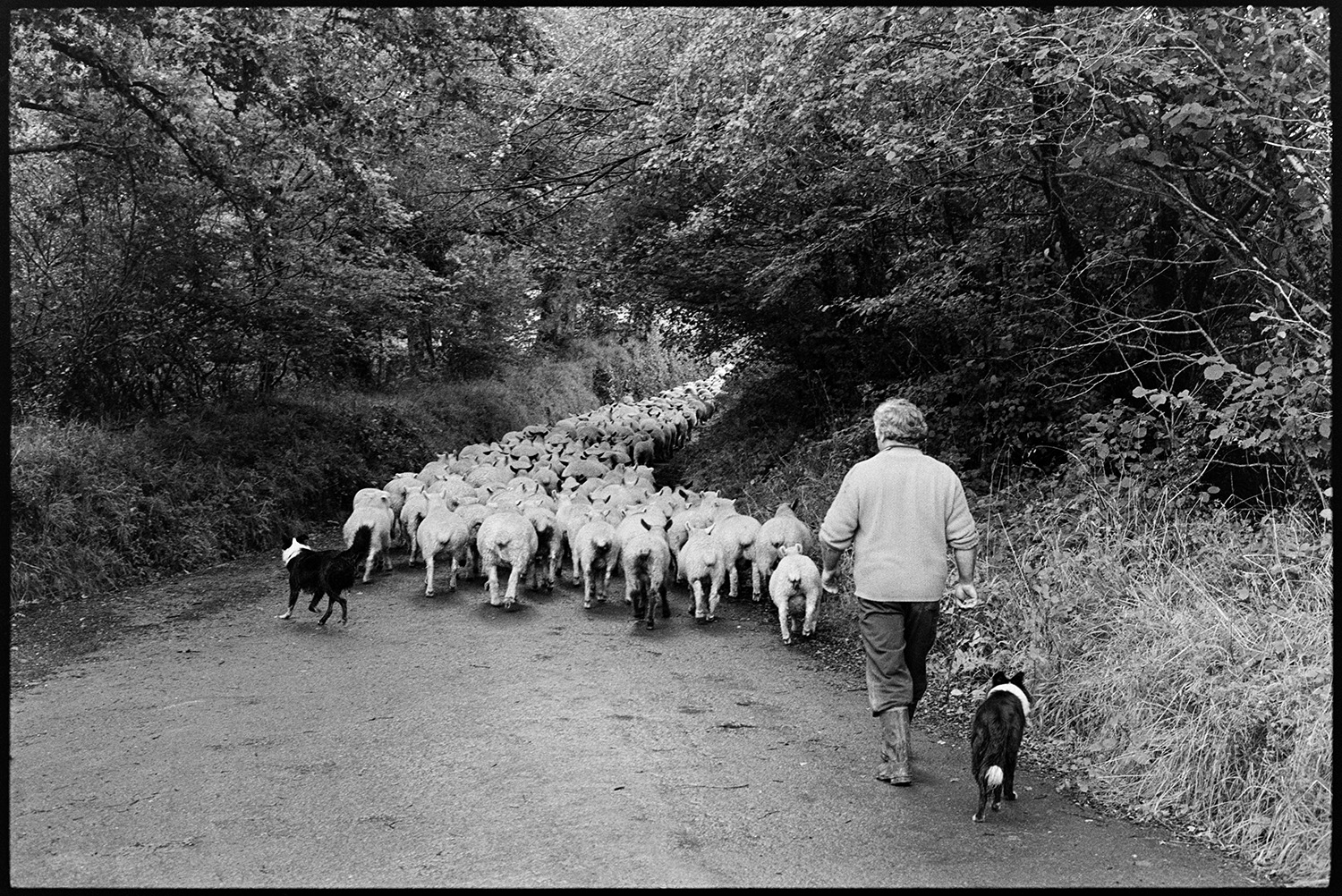 Sheep and shepherd in lane.
[John Squire with two dogs driving sheep down West Lane, Dolton. The lane is lined with trees.]