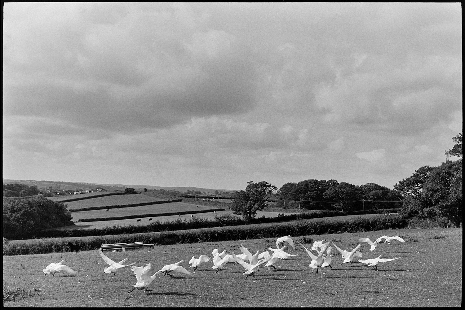 Flock of geese taking off.
[A flock of geese taking off from a field at Ingleigh Green. A view of fields, hedgerows and clouds is visible in the background.]