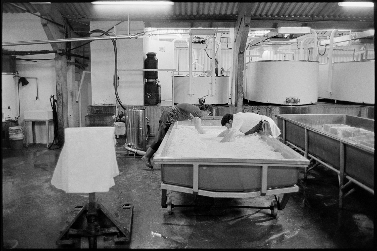 Men and women working in cheese factory, mixing vats, emptying churn into vat. 
[Two men stirring a vat of cheese with their arms in the cheese factory at Hawkridge Farm, Chawleigh.]