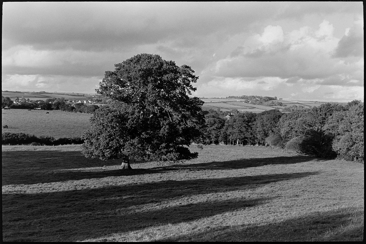 Landscape with oak tree and shadows. 
[An oak tree in a field near Dolton. The field is surrounded by woodland on one side and tree shadows are stretching across the field. More fields can be seen in the background.]