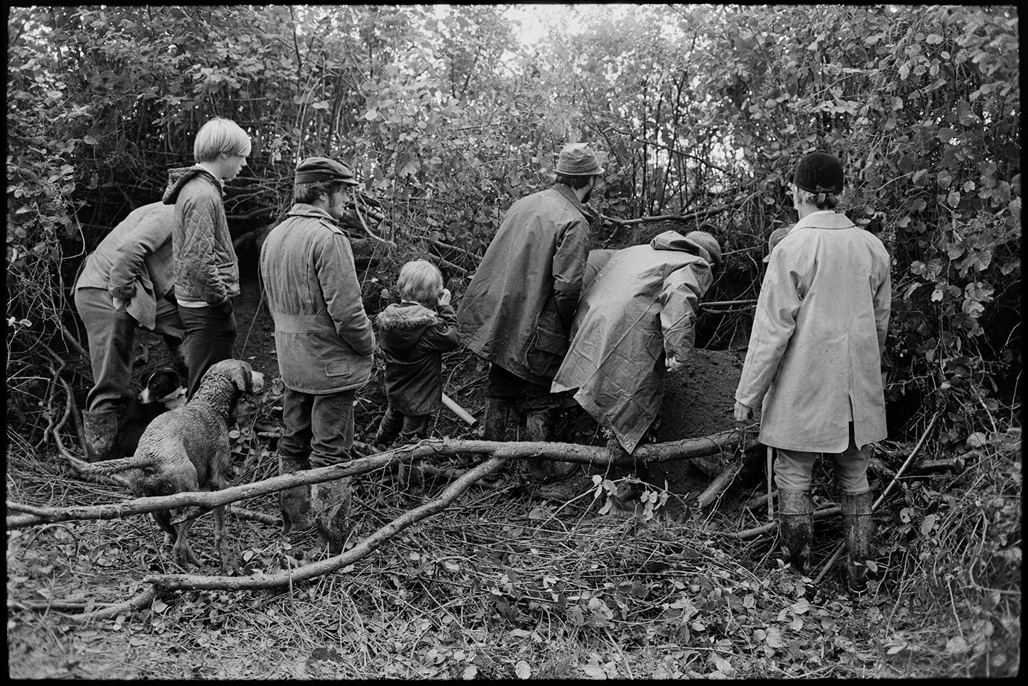 Huntsmen and hounds trying to dig out fox from bank at edge of wood. 
[Men, children and a hound watching huntsmen dig out a fox from a hedgebank on the edge of a wood at Cudworthy, Dolton.]