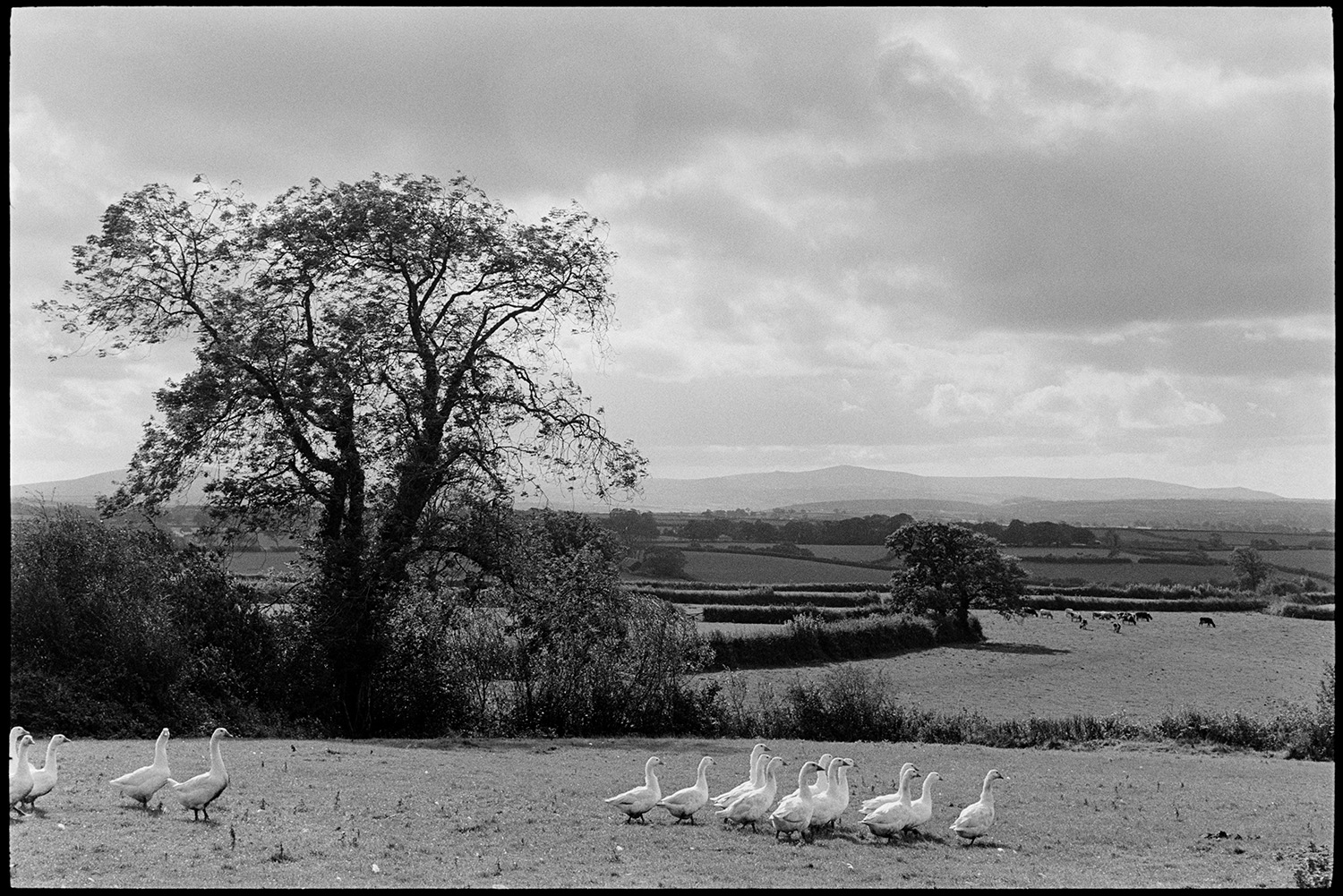 Landscape with flock of sheep and geese. 
[A flock of geese walking through a field at Ingleigh Green. A landscape of hedgerows, trees and fields with cattle grazing is visible in the background.]