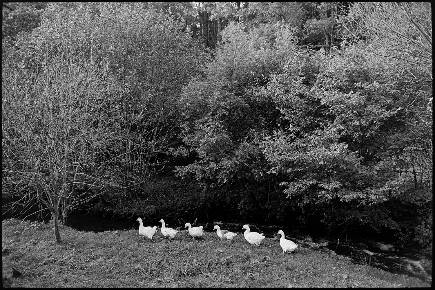 Row of geese, by and in stream. 
[Six geese walking in a line along the bank of a stream at Millhams, Dolton.]