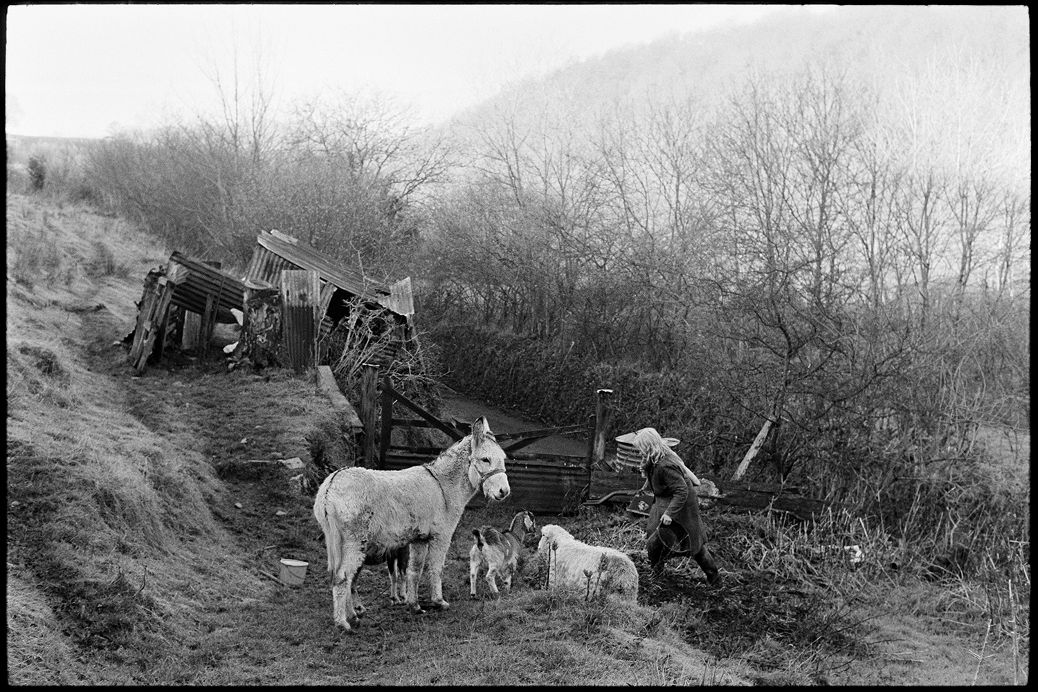 Woman milking goats, early morning frost on trees. 
[Jo Curzon going to milk goats in a field at Millhams, Dolton on a frosty morning. A donkey is also in the field. Corrugated iron sheds and a gate can be seen in the background.]