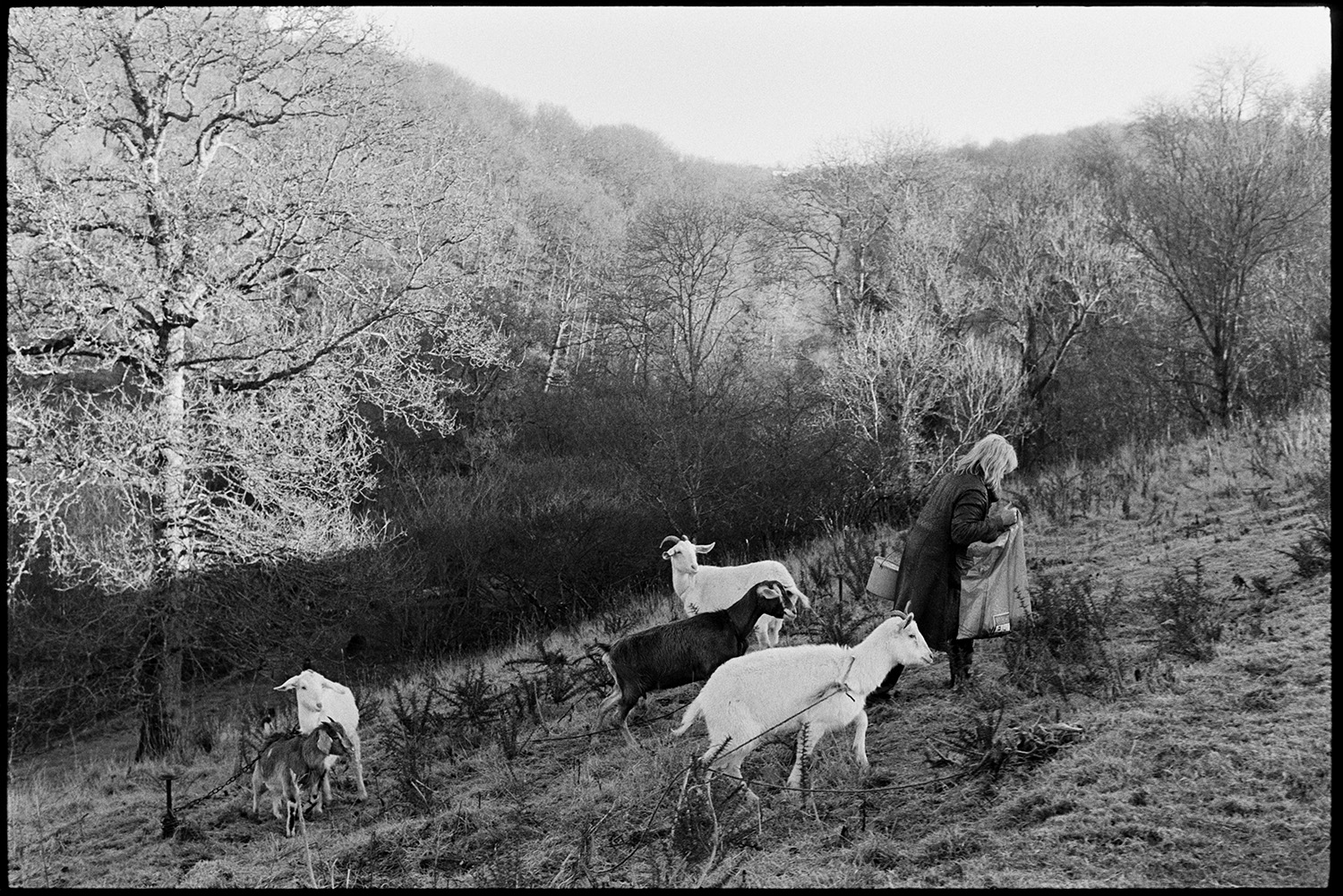 Woman milking goats, early morning frost on trees. 
[Jo Curzon going to milk goats in a field surrounded by trees at Millhams, Dolton on a frosty morning. The goats are tethered to posts. Jo Curzon is carrying a bucket and sacks.]