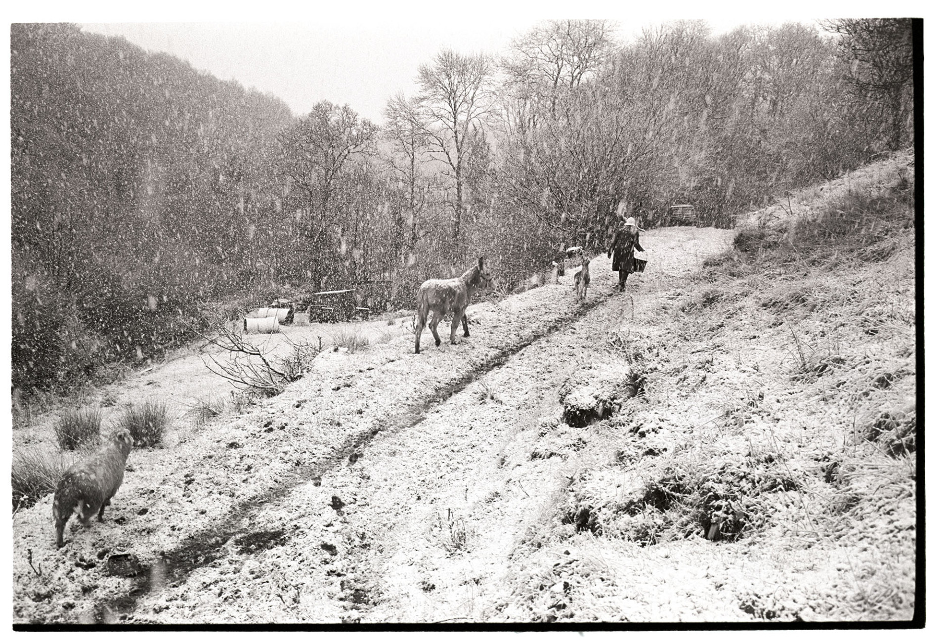 Snow, woman farmer sheep, donkey and goat. 
[Jo Curzon walking along a path by a wooded area in a snow storm with a sheep, donkey and goat following her, at Millhams, Dolton.]