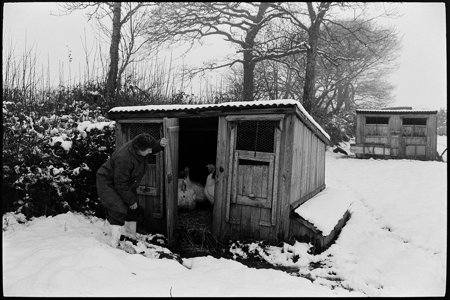 Snow, feeding ducks and checking sheep in snow, poultry house. 
[Mrs Irwin checking turkeys in a wooden poultry shed in a snow covered field at Upcott, Dolton.]