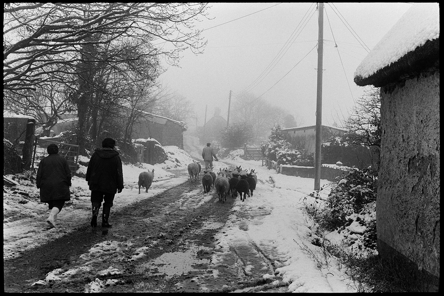 Snow, woman farmers and sheep going through village, through gate to fields under snow. 
[Members of the Jones family herding sheep along a snow covered road at Upcott, Dolton, past trees and buildings.]
