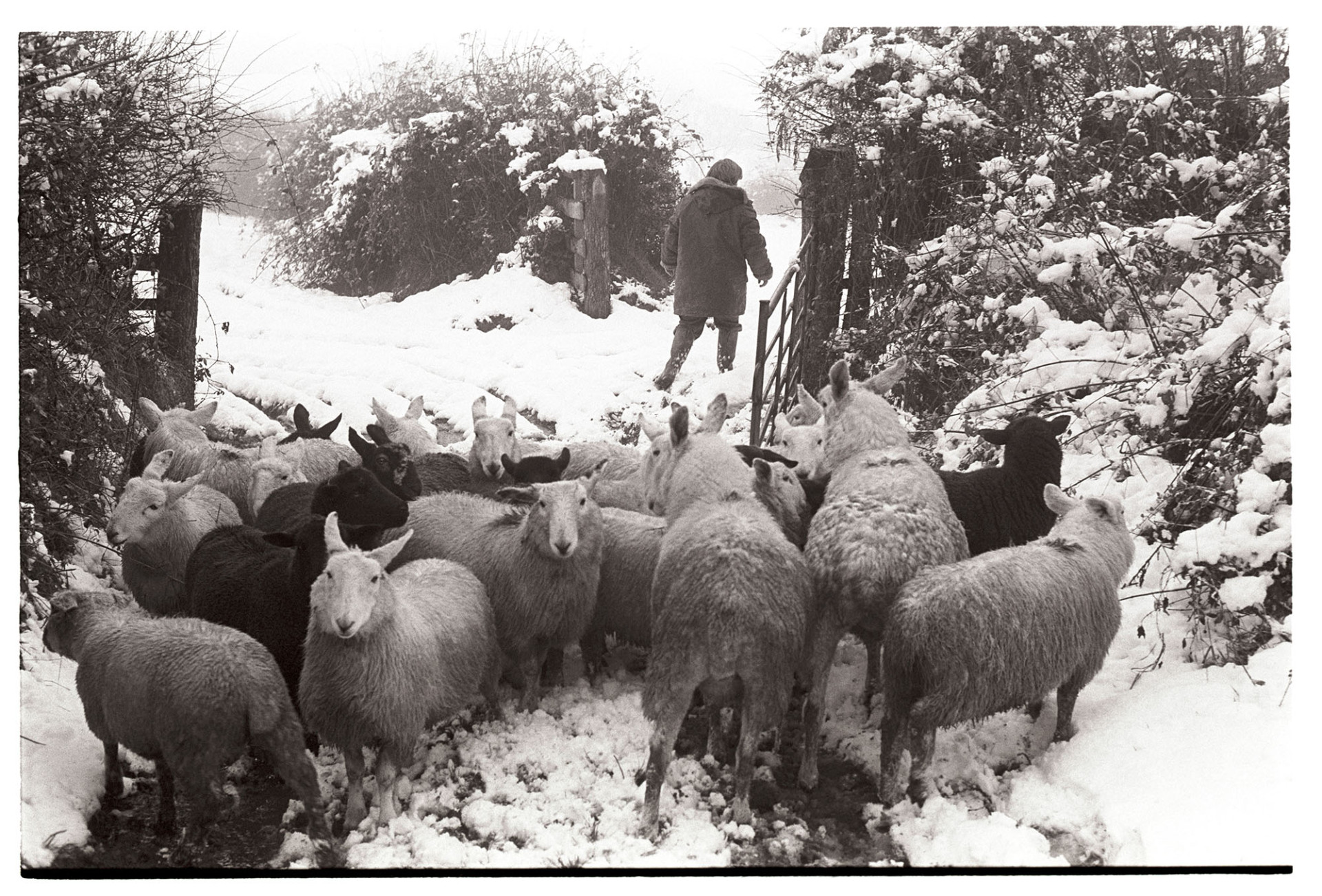 Snow, woman farmer and sheep, hedge and gate. 
[Mrs Jones walking into a snow covered field at Upcott, Dolton. A small flock of sheep are waiting by an open field gate in the snow.]