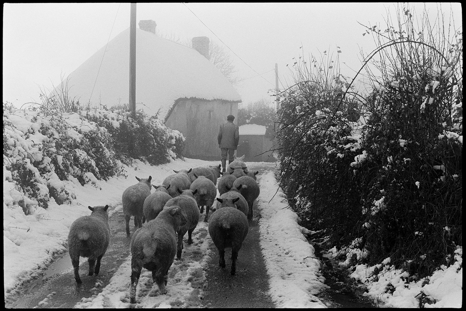 Snow, sheep following farmer down snowy lane into village, going to be slaughtered!!!! 
[Irwin Piper leading a small flock of sheep along a snow covered lane in Upcott, Dolton, on their way to be slaughtered. They are approaching a snow covered thatched cottage.]