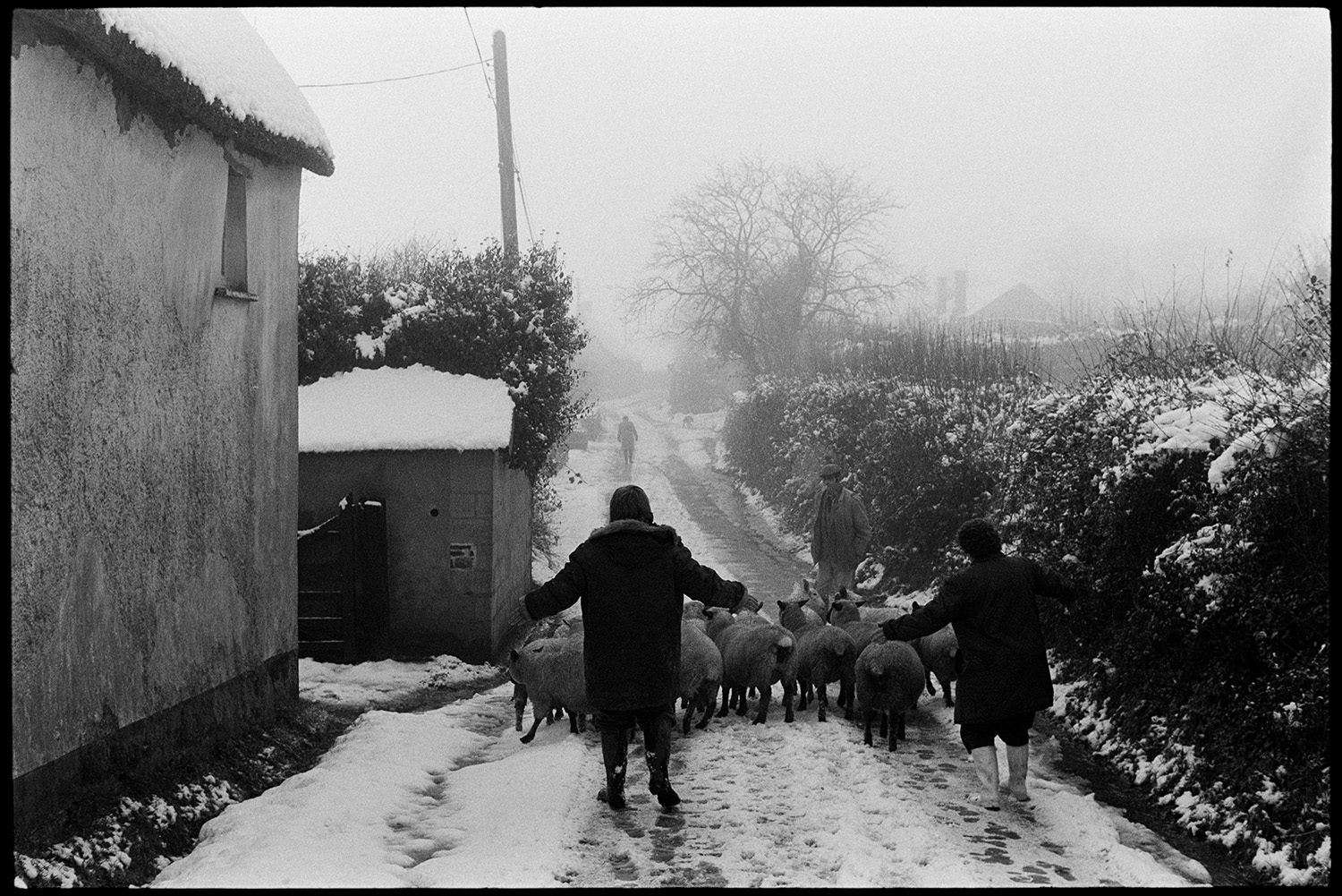 Snow, sheep following farmer down snowy lane into village, going to be slaughtered!!!! 
[Irwin Piper, facing the camera, and two other people herding sheep into a gateway next to a thatched cottage in a snow covered lane at Upcott, Dolton. The sheep are going to be slaughtered.]