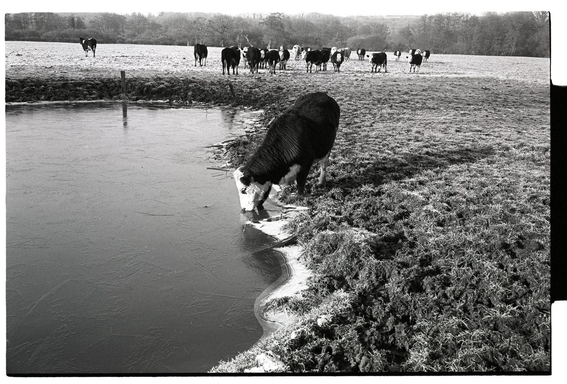 Cow, Bullock drinking from frozen pond, ice. 
[A bullock drinking from a pond which has frozen over in a field at Bridgetown, Iddesleigh. Frost is visible on the grass, and trees can be seen in the background.]